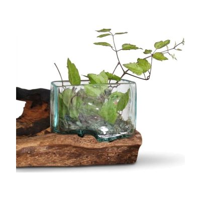 Petit bassin de verre soufflé encastré dans sa racine, planté de verdure