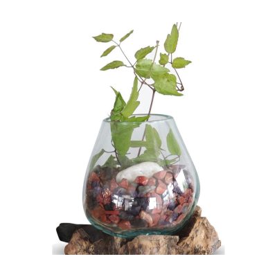 Coupe de 25 cm sur pied de racine, le verre soufflé coule sur le bois